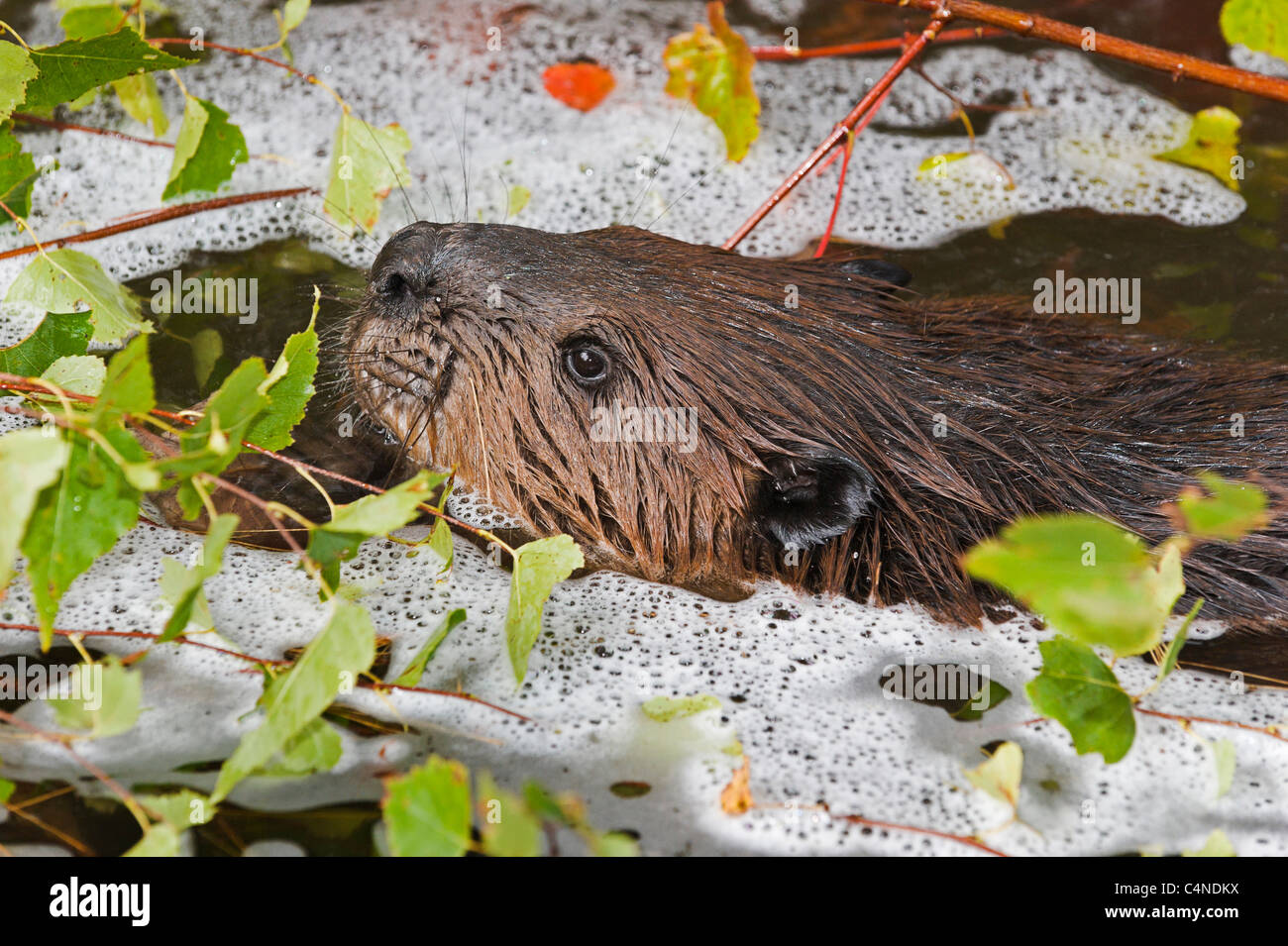 Close-up di beaver chewing sui pioppi neri americani ramoscelli, Nova Scotia, Canada Foto Stock