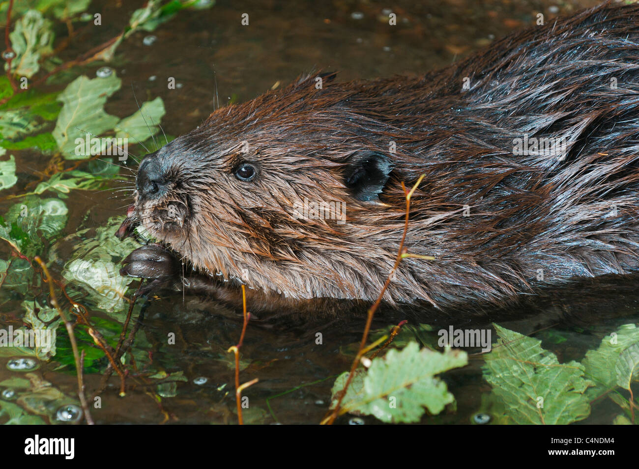 Close-up di beaver chewing sul ramoscello ontano, Nova Scotia, Canada Foto Stock