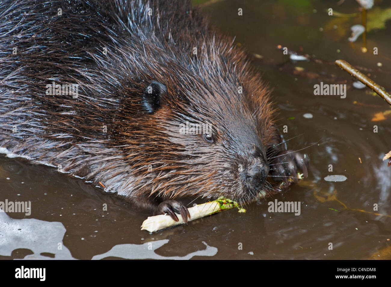Close-up di beaver chewing sulla corteccia di ontano, Nova Scotia, Canada Foto Stock