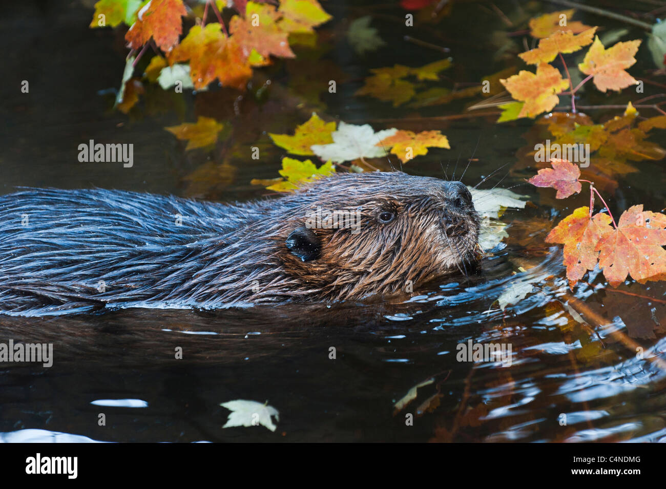 Close-up di beaver nuoto da autunno foglie di acero, Nova Scotia, Canada Foto Stock
