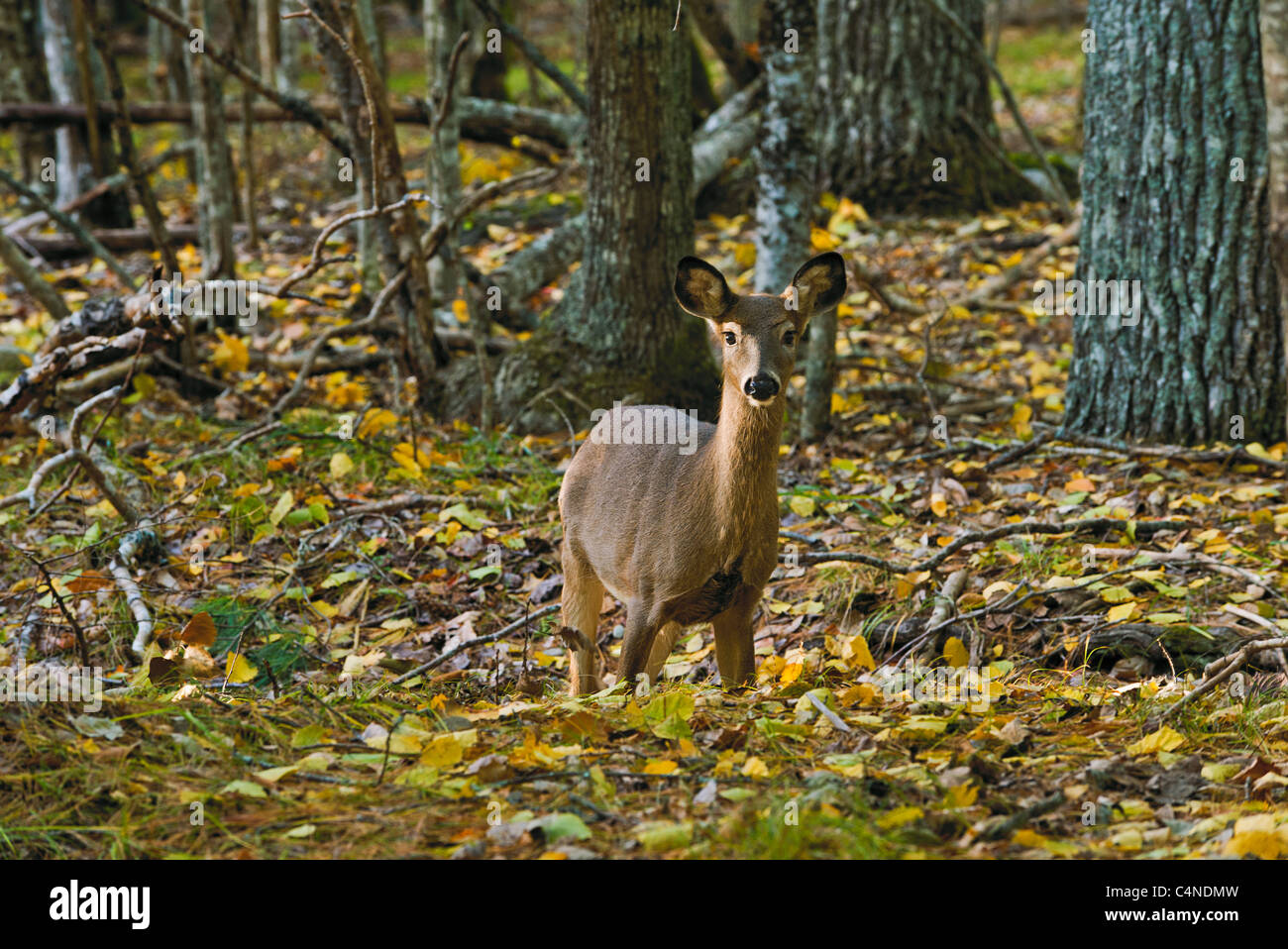 White-tailed deer doe nel mezzo di foglie cadute, Kejimkujik National Park, Nova Scotia, Canada Foto Stock