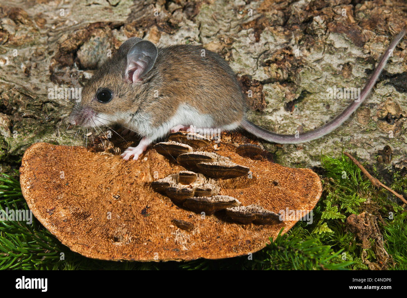 Deer Mouse (Peromyscus maniculatus) Nativi Nord Americani gamme di roditore dal Messico al Canada del Nord. Foto Stock