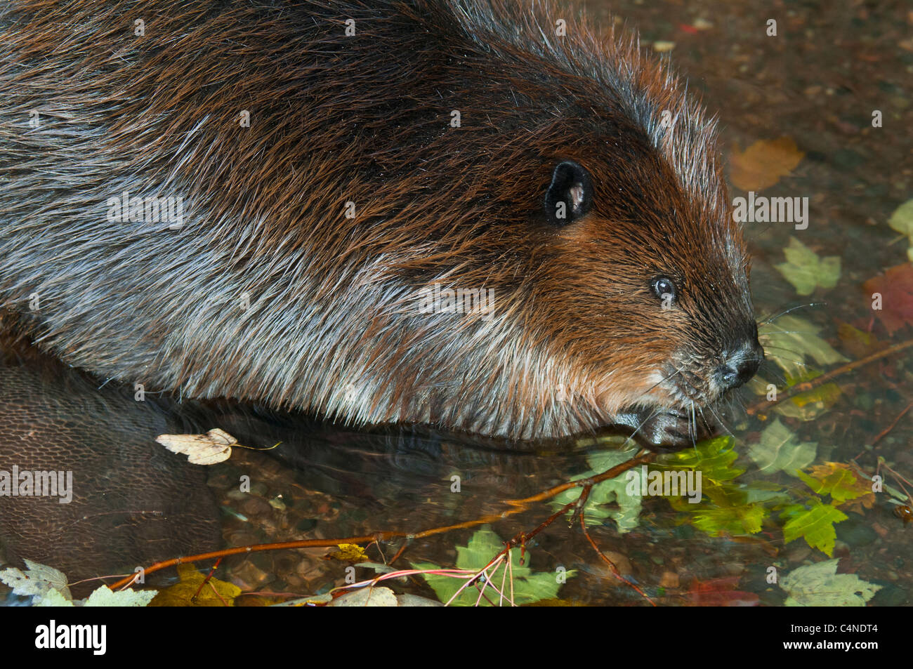 Beaver masticare ramoscelli di acero, Nova Scotia, Canada Foto Stock