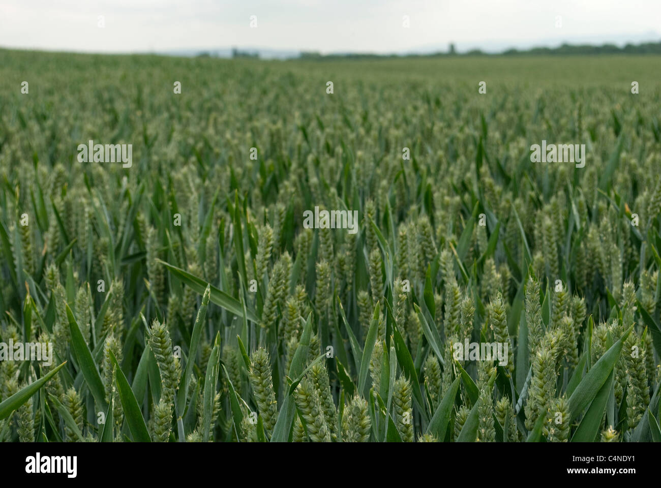 Acerbi campo di grano Foto Stock