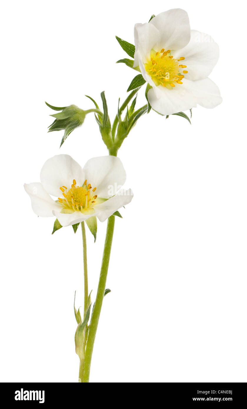 Fiore di fragole di giardino, Fragaria ananassa, di fronte a uno sfondo bianco Foto Stock