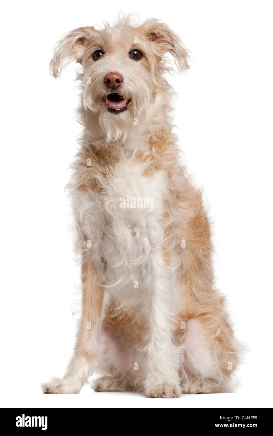 Mixed-razza cane, 14 anni, seduto di fronte a uno sfondo bianco Foto Stock
