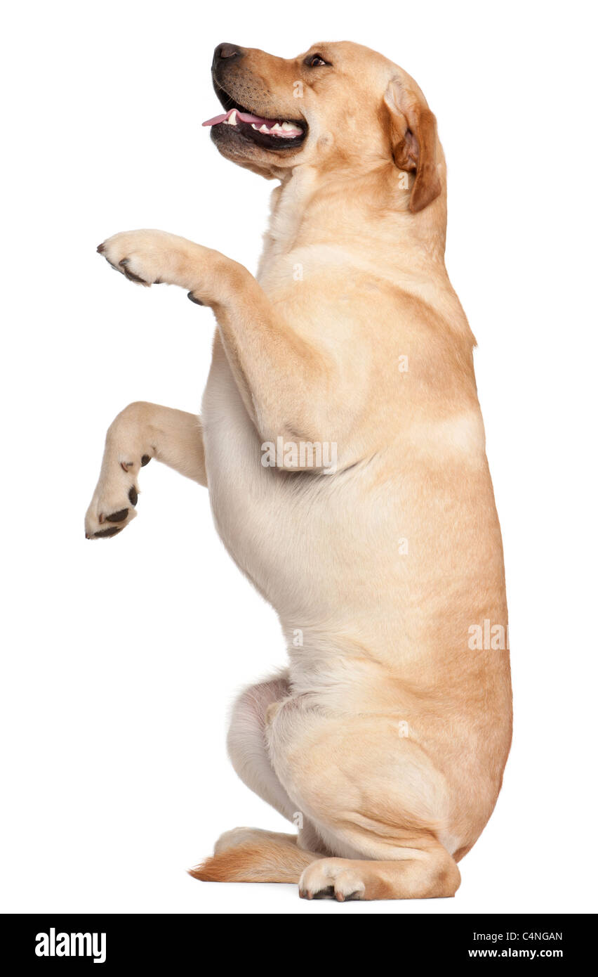 Il Labrador Retriever in piedi sulle zampe posteriori, 2 anni, di fronte a uno sfondo bianco Foto Stock