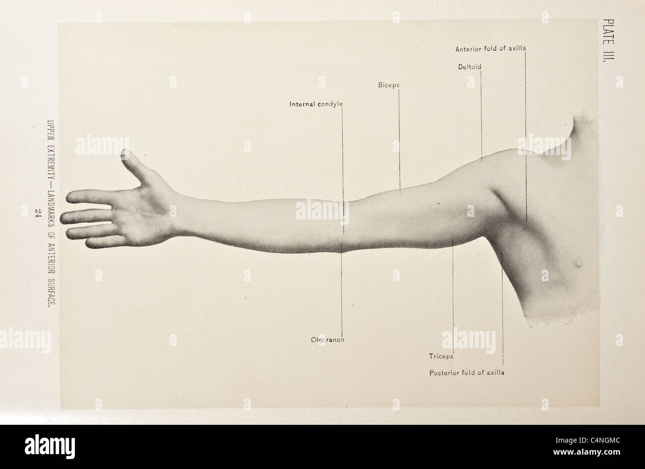 Illustrazione del braccio umano copyright 1899 Foto Stock
