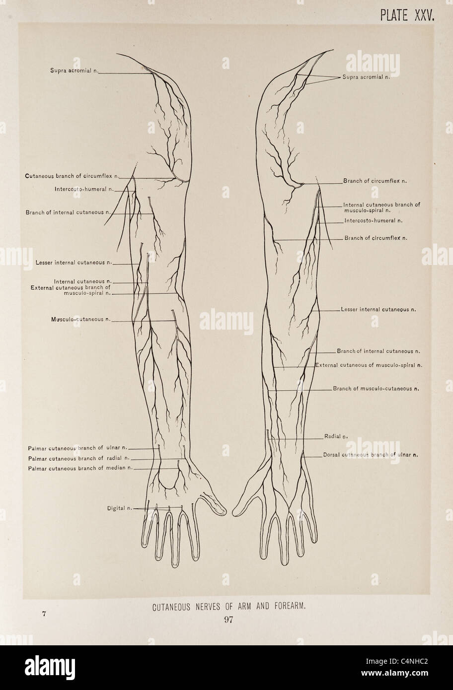 Illustrazione del braccio umano copyright 1899 Foto Stock