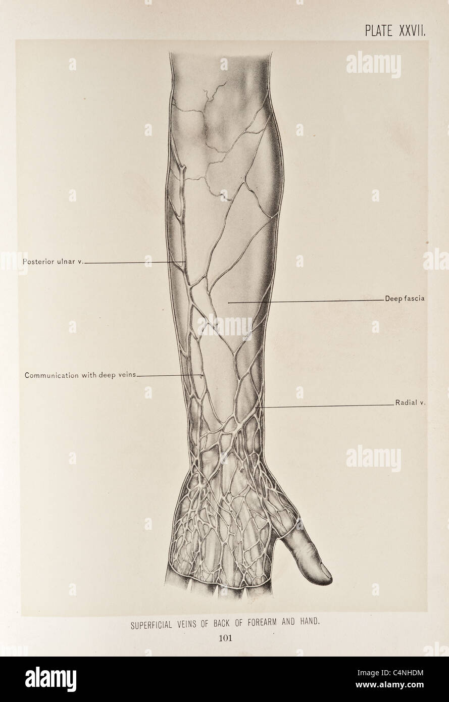 Illustrazione del braccio umano copyright 1899 Foto Stock