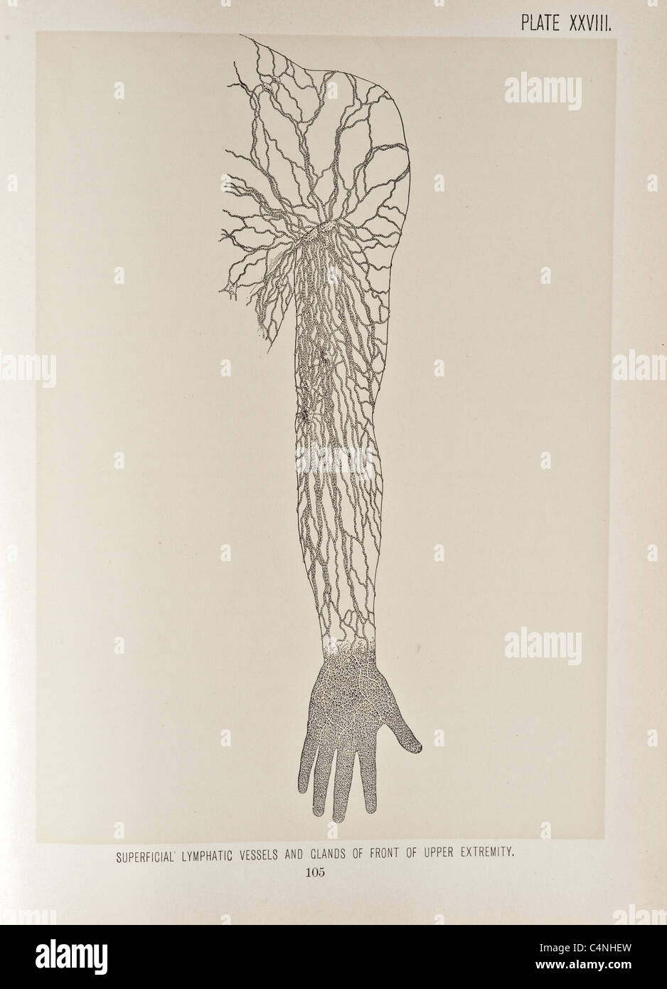 Illustrazione del braccio umano copyright 1899 Foto Stock