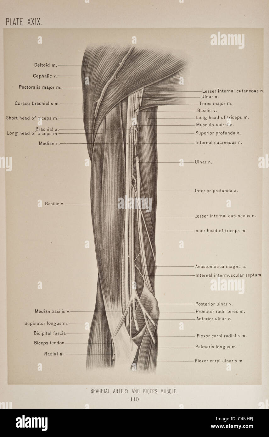 Illustrazione del braccio umano copyright 1899 Foto Stock