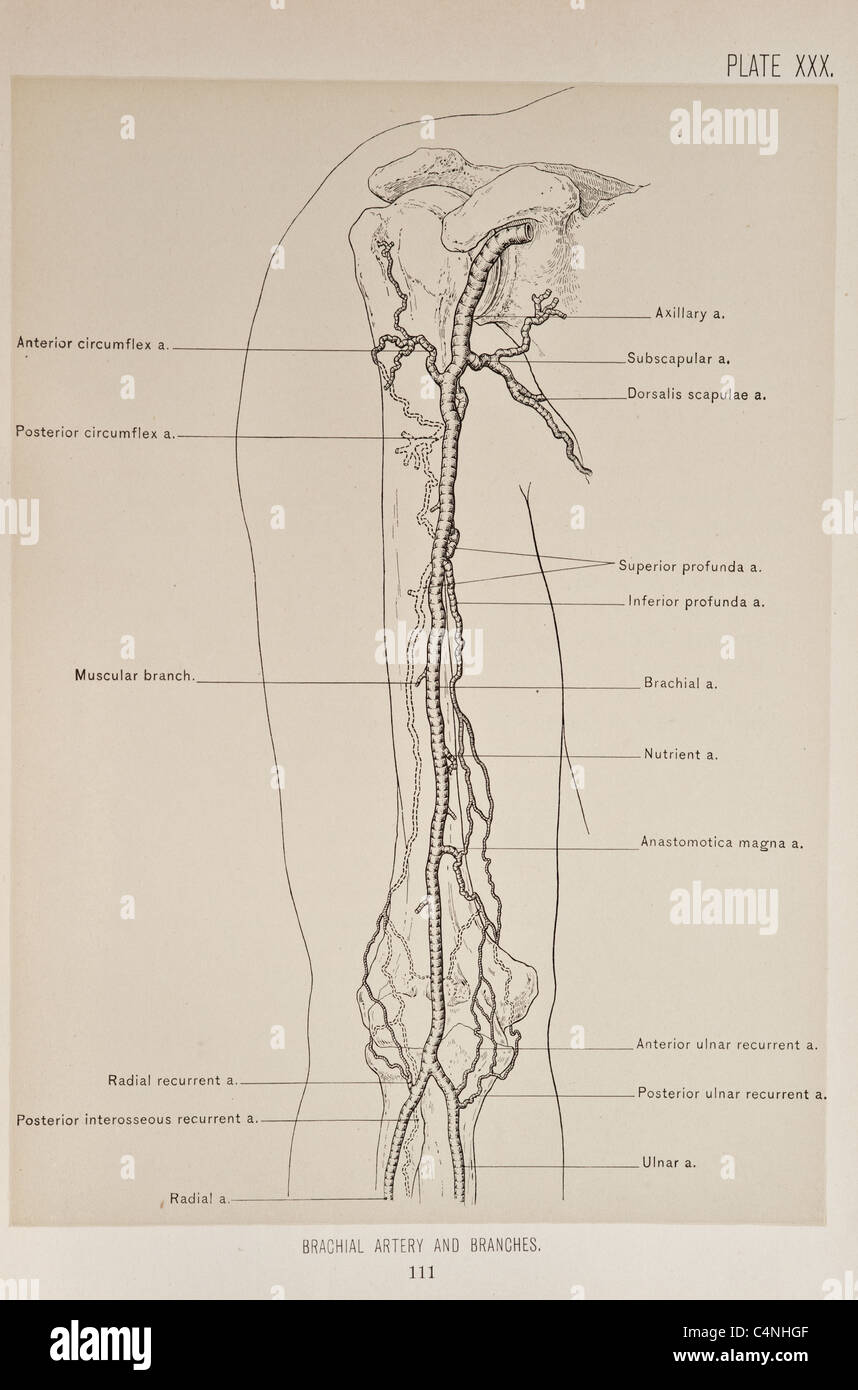 Illustrazione del braccio umano copyright 1899 Foto Stock