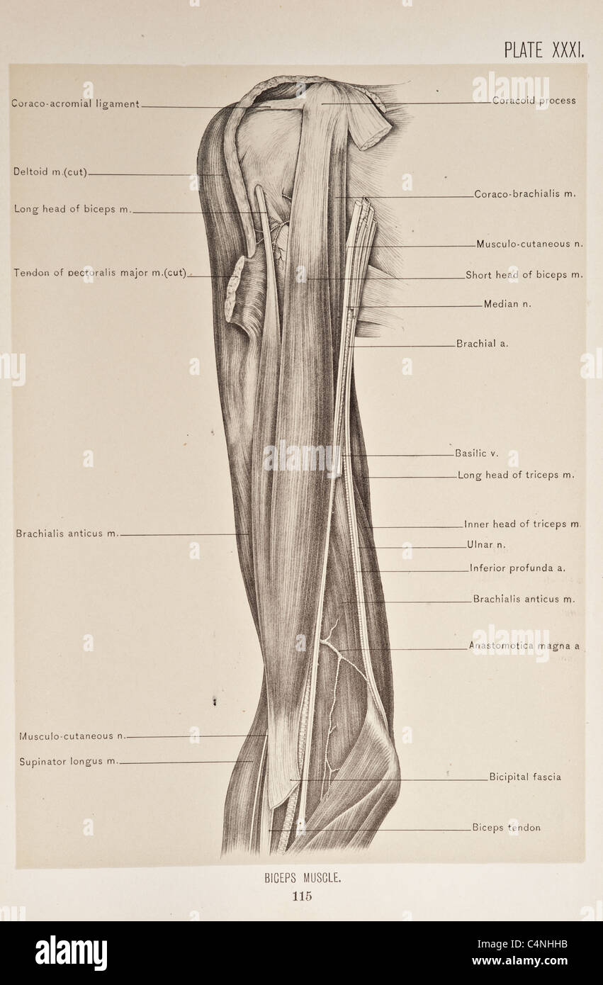 Illustrazione del braccio umano copyright 1899 Foto Stock