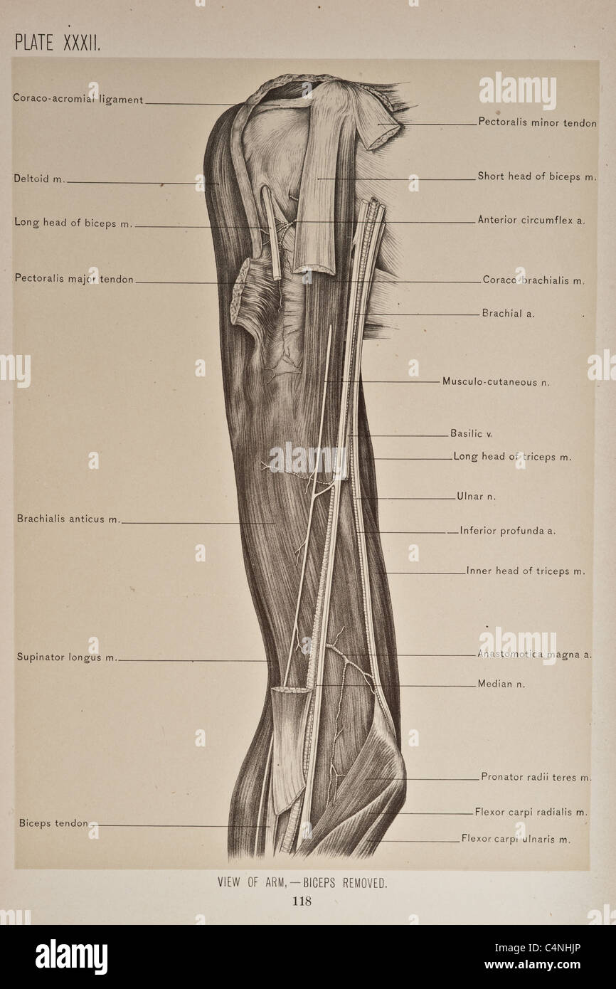 Illustrazione del braccio umano copyright 1899 Foto Stock
