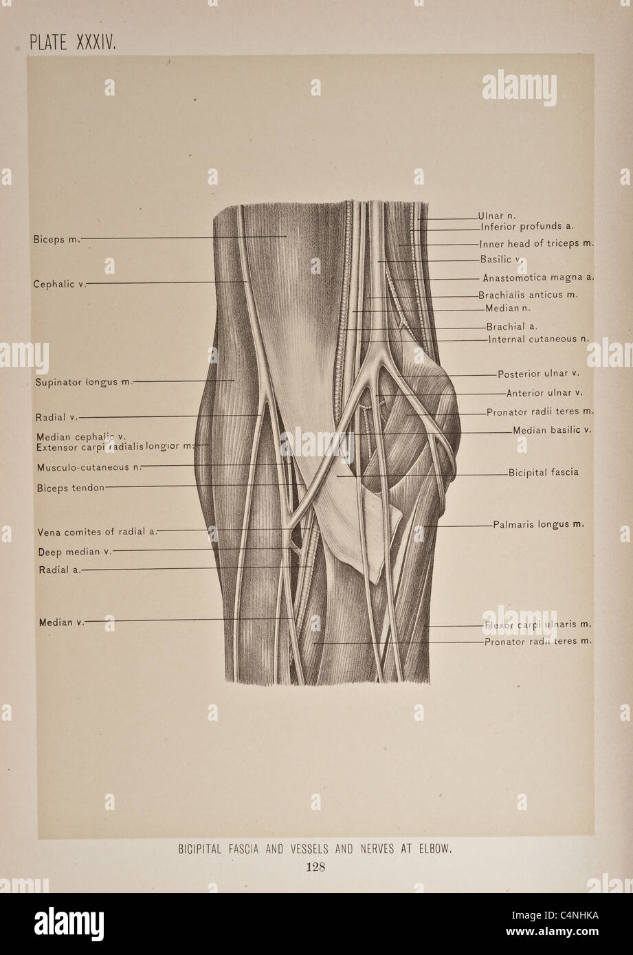 Illustrazione del braccio umano copyright 1899 Foto Stock