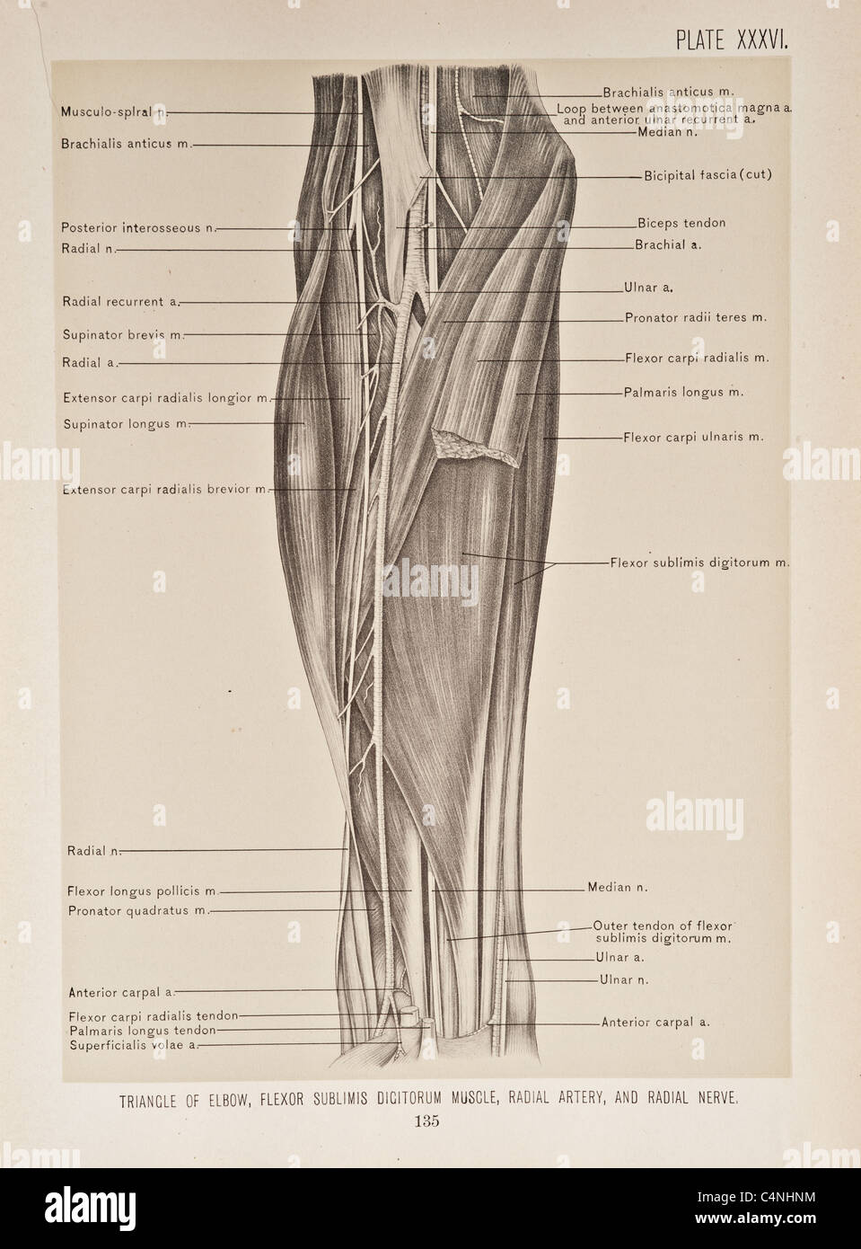 Illustrazione del braccio umano copyright 1899 Foto Stock