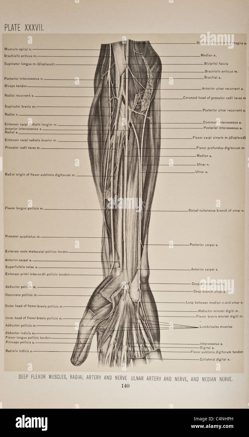 Illustrazione del braccio umano copyright 1899 Foto Stock