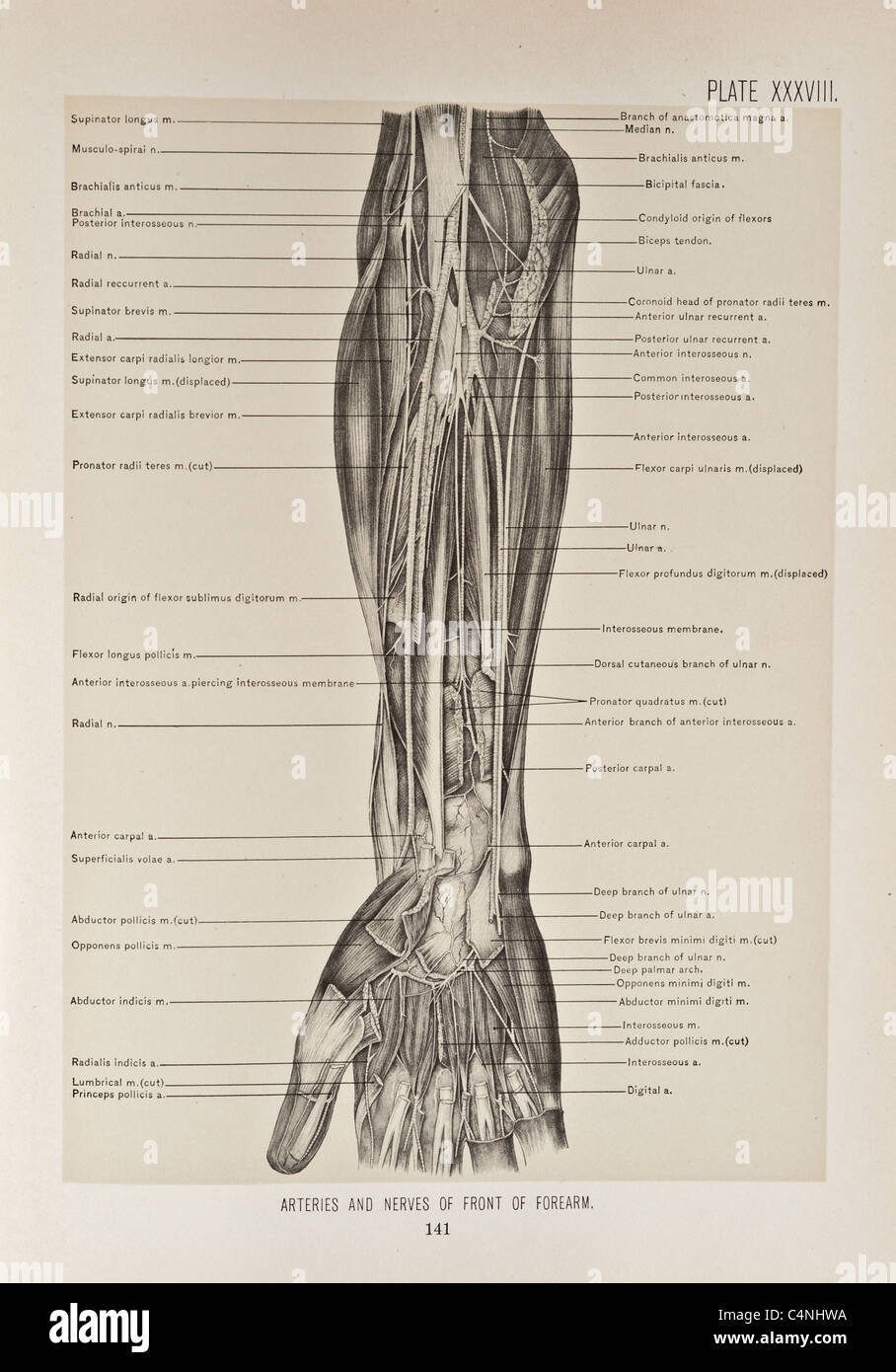 Illustrazione del braccio umano copyright 1899 Foto Stock