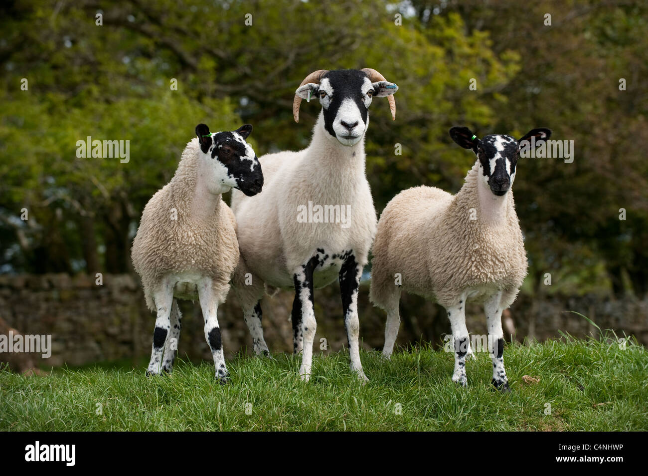Swaledale pecora con twin mulo gimmer agnelli. Foto Stock