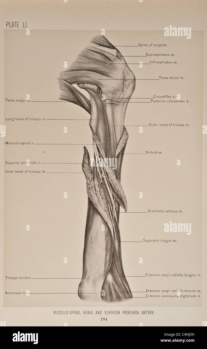 Illustrazione del braccio umano copyright 1899 Foto Stock