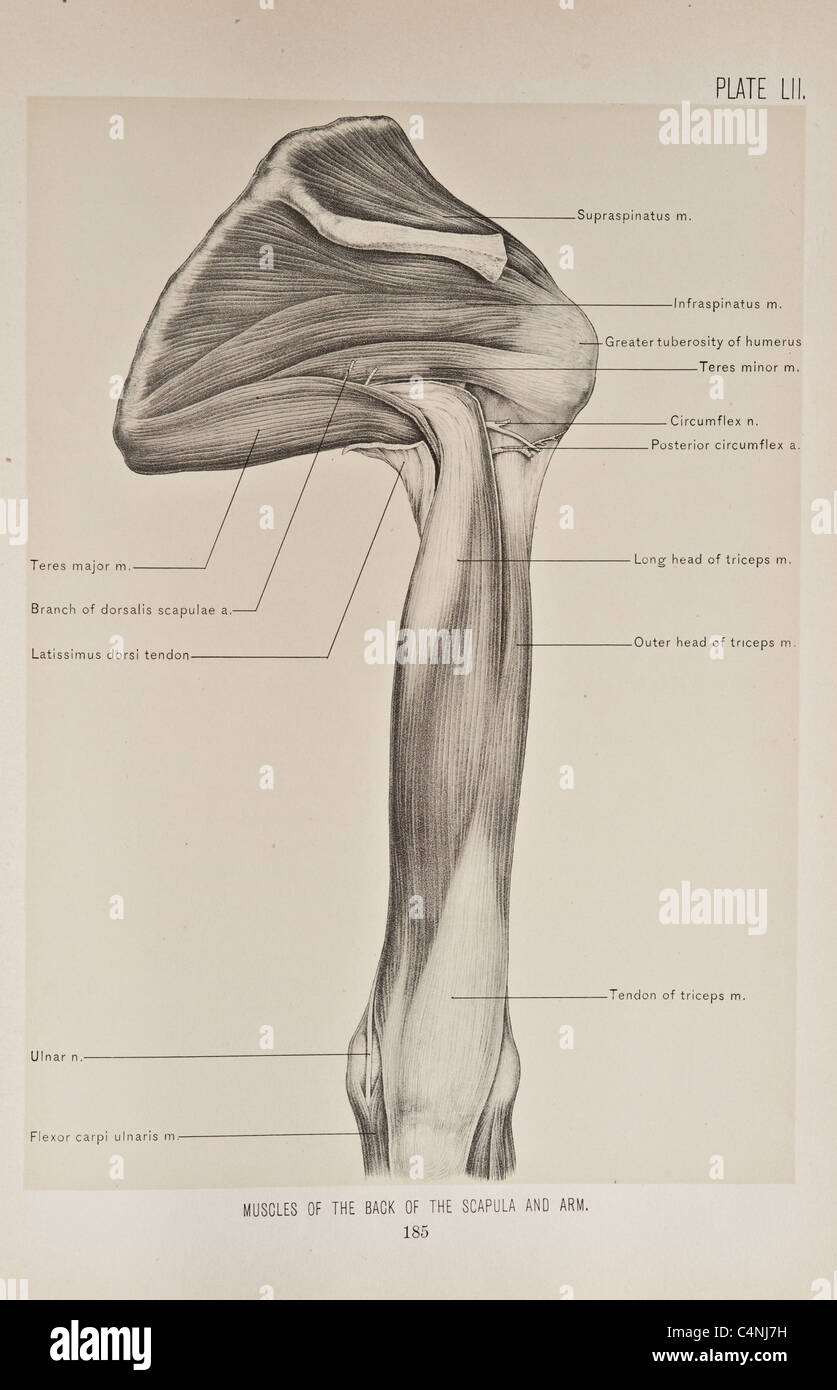 Illustrazione del braccio umano copyright 1899 Foto Stock