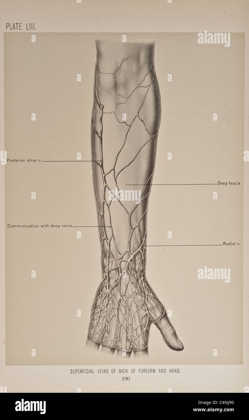 Illustrazione del braccio umano copyright 1899 Foto Stock