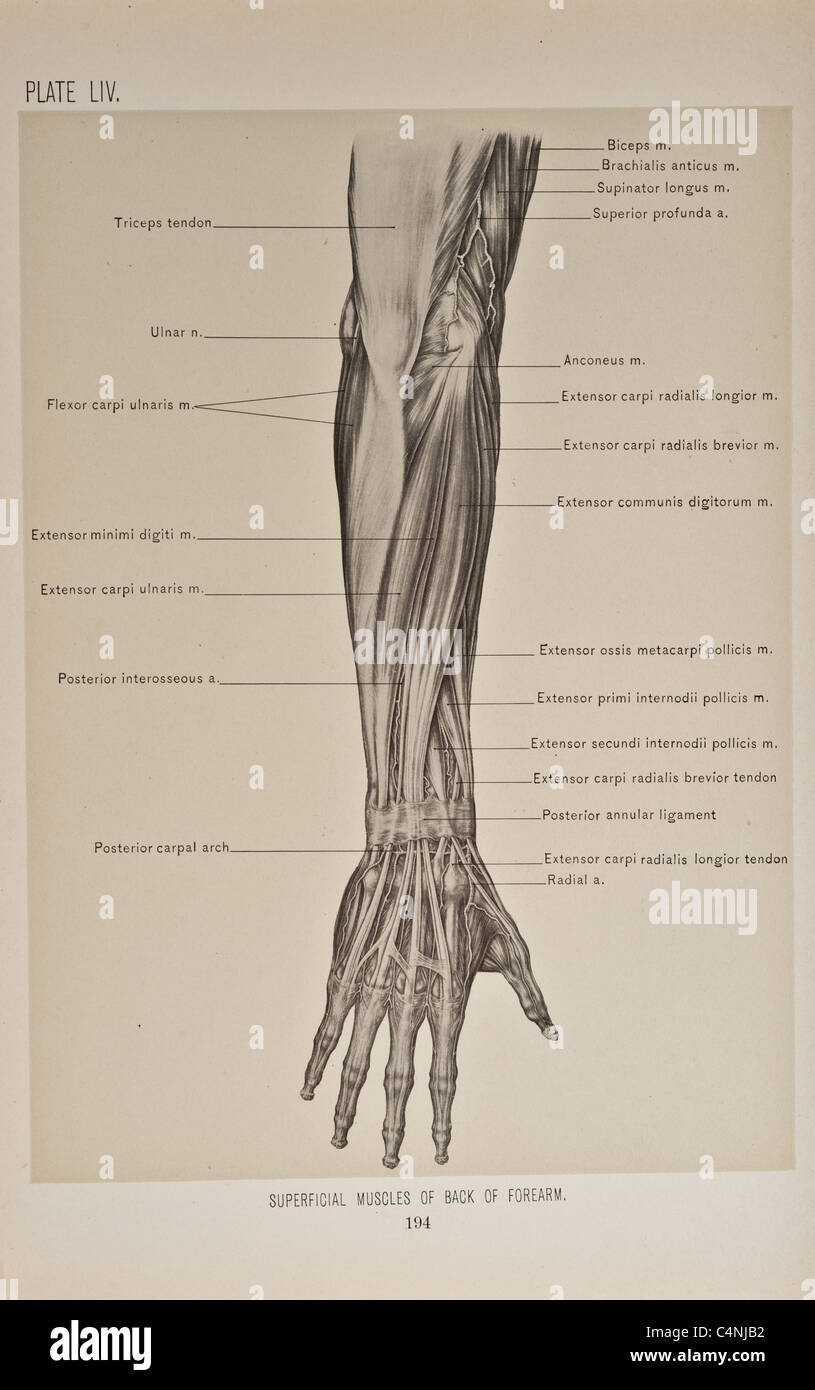 Illustrazione del braccio umano copyright 1899 Foto Stock