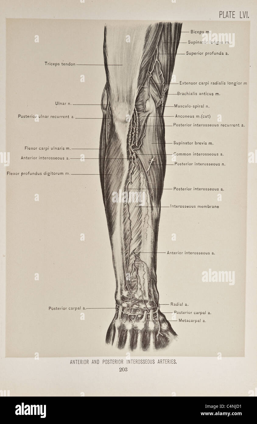 Illustrazione del braccio umano copyright 1899 Foto Stock