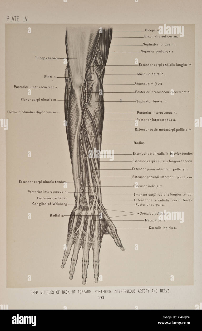 Illustrazione del braccio umano copyright 1899 Foto Stock
