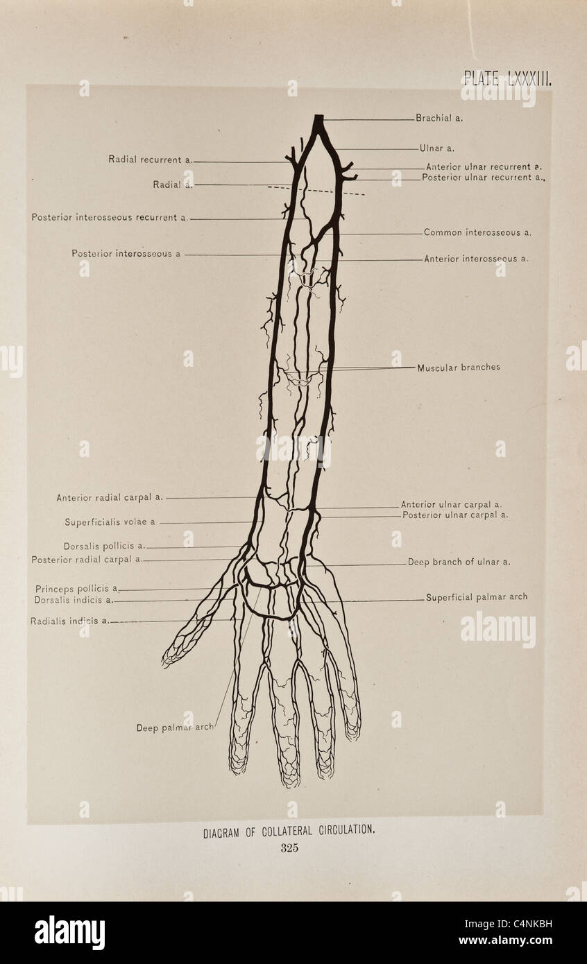 Illustrazione del braccio umano copyright 1899 Foto Stock