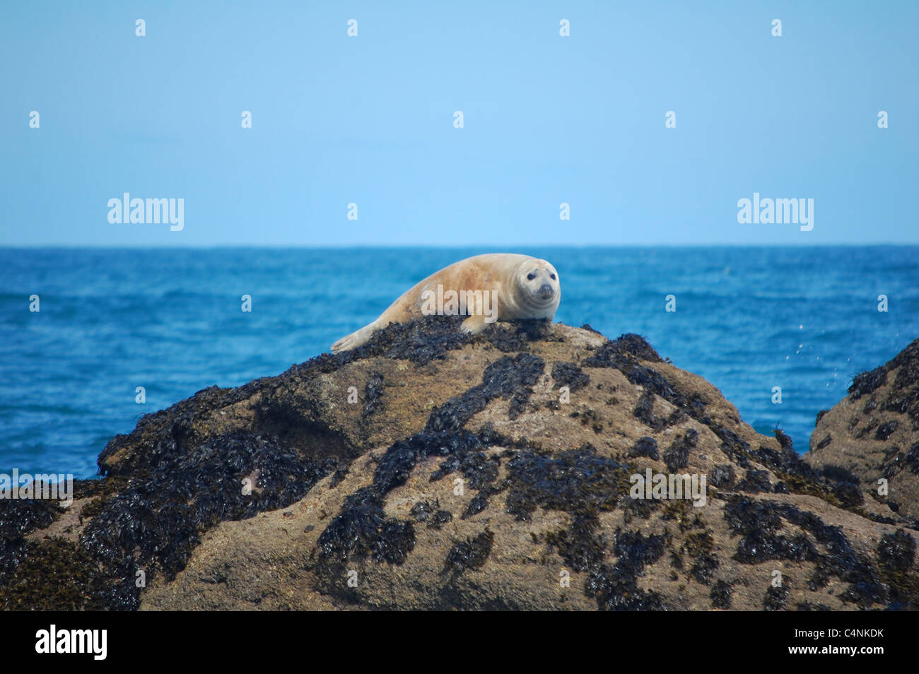 Isole Scilly vita marina Foto Stock