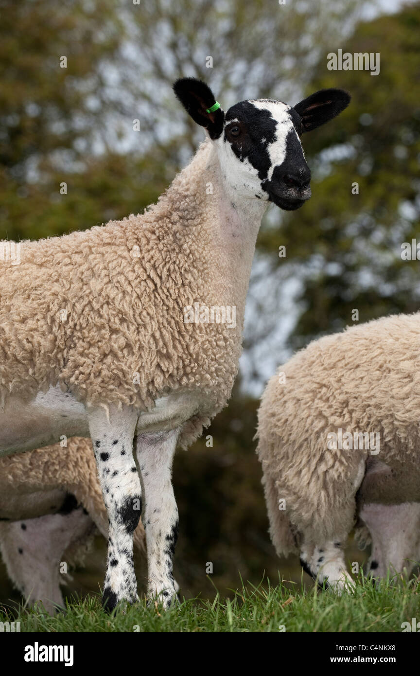 Giovani mulo gimmer agnelli in pascolo. Foto Stock