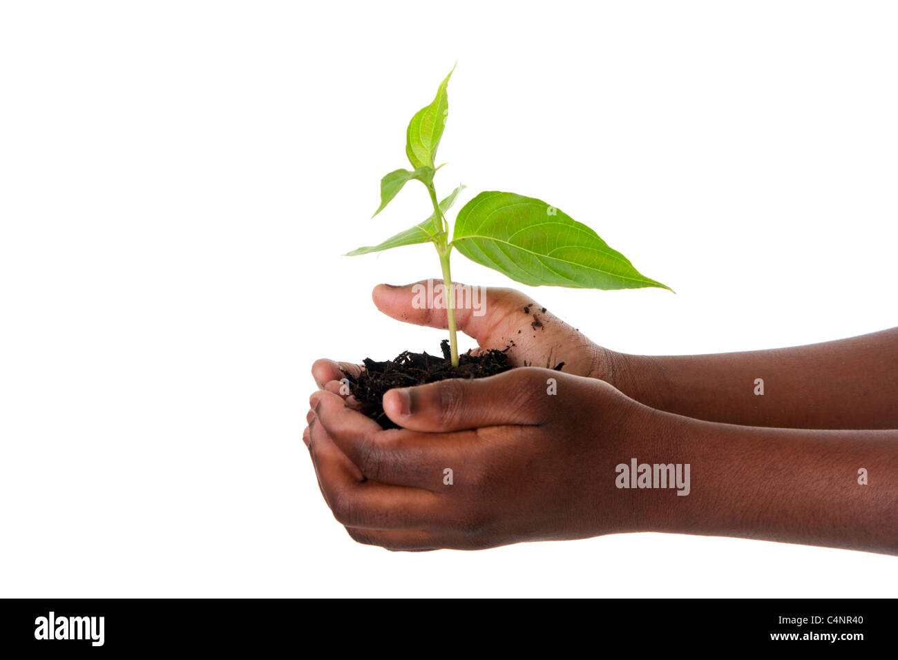Una giovane pianta nuova crescente da Palm in mani del bambino africano, isolata. Siccità sul concetto di massa. Foto Stock