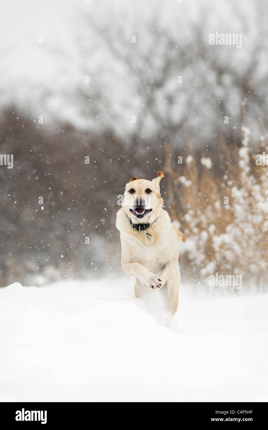 Giallo Labrador retriever cane che corre nella neve, Winnipeg, Manitoba, Canada Foto Stock