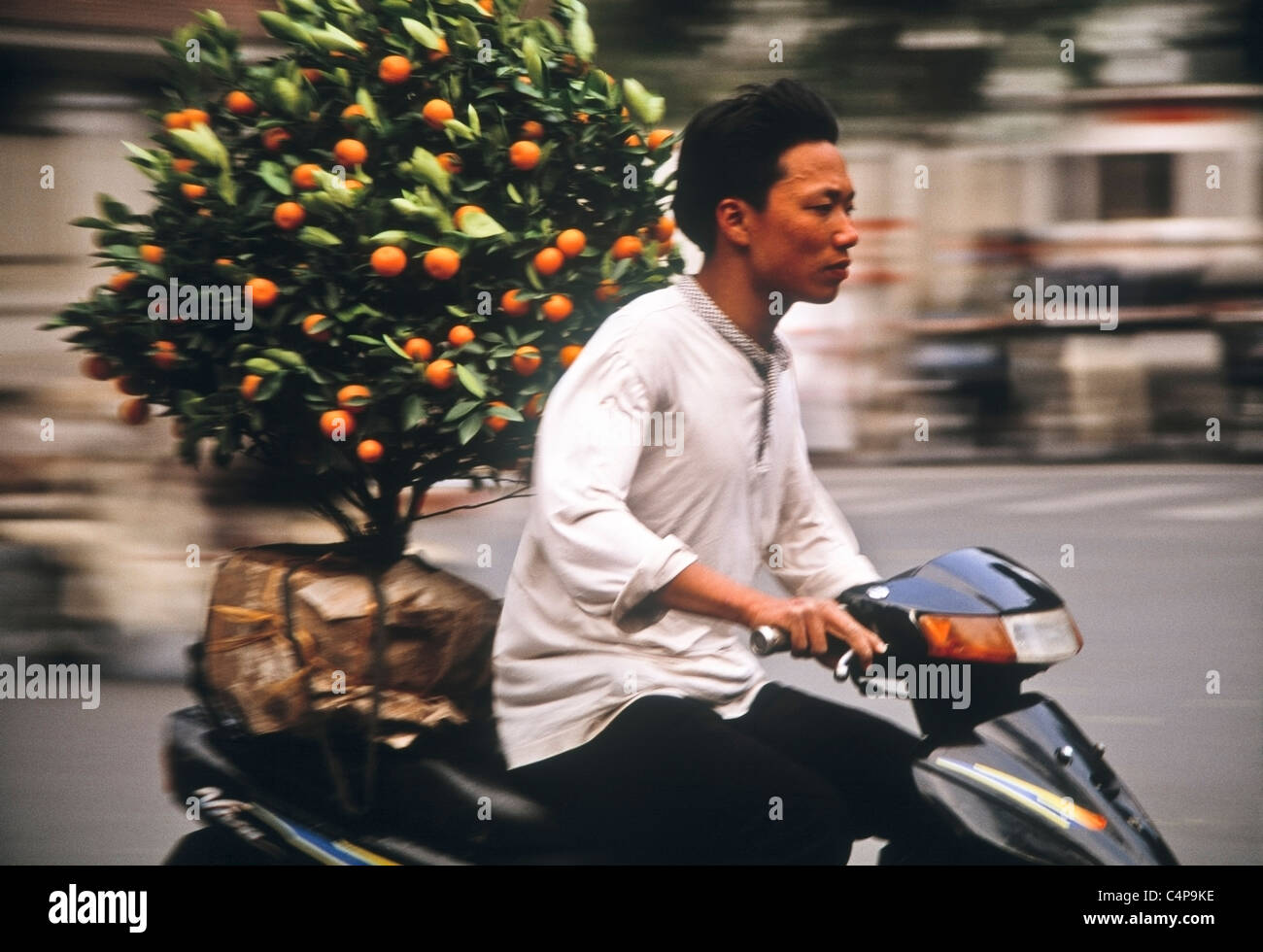 Kumquat alberi essendo consegnato per il Tet Nguyen Dan o in vietnamita capodanno nuovo anno lunare festival, Hanoi, Vietnam Foto Stock