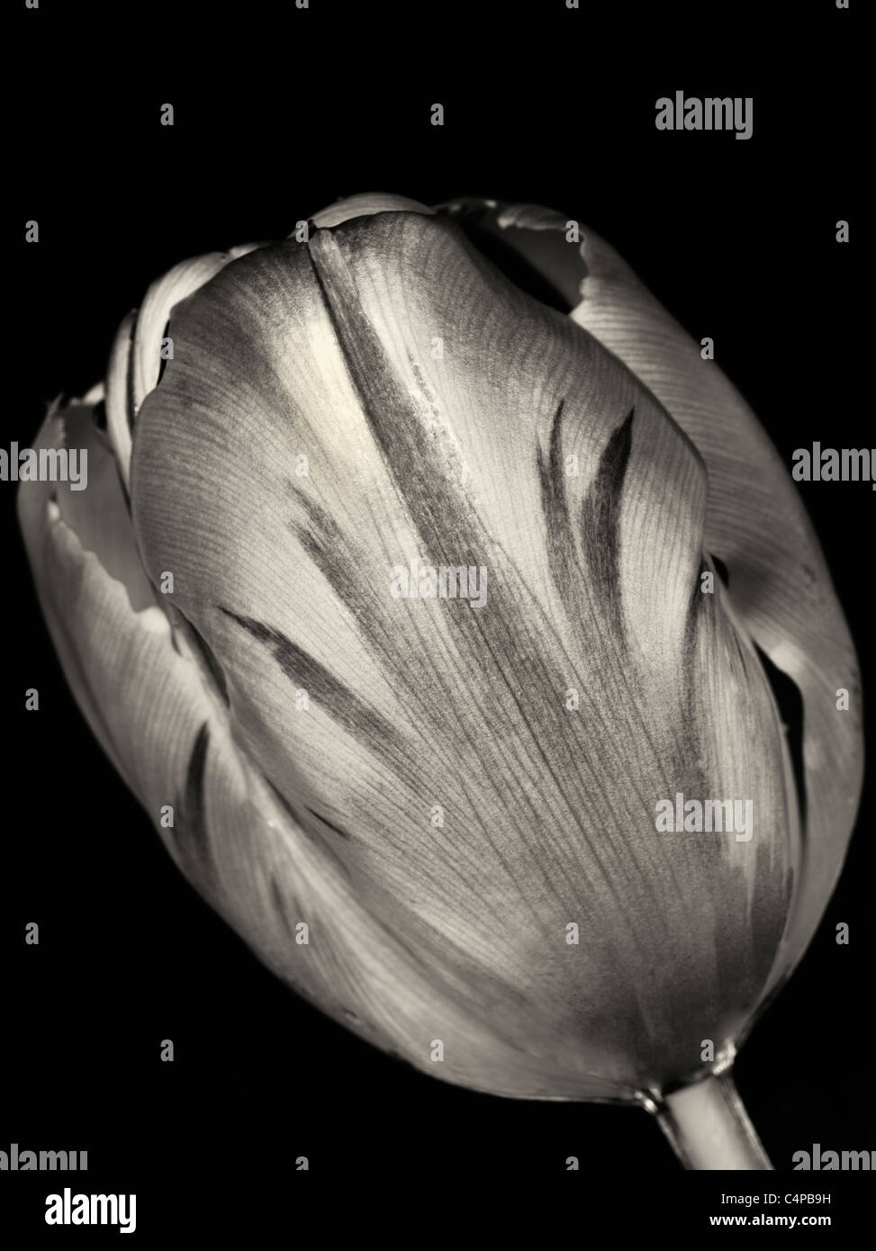 Tulip come si vede dal subacqueo. Foto Stock