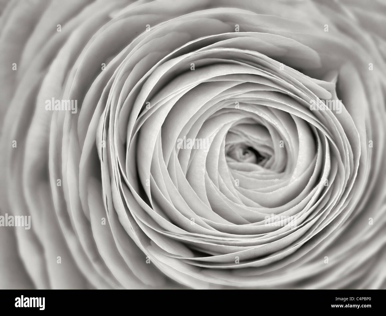 Close up di giallo ranunculus flower Foto Stock