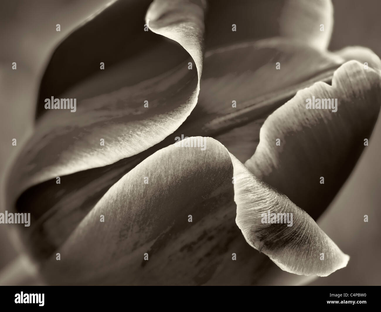 Close up red tulip flower Foto Stock