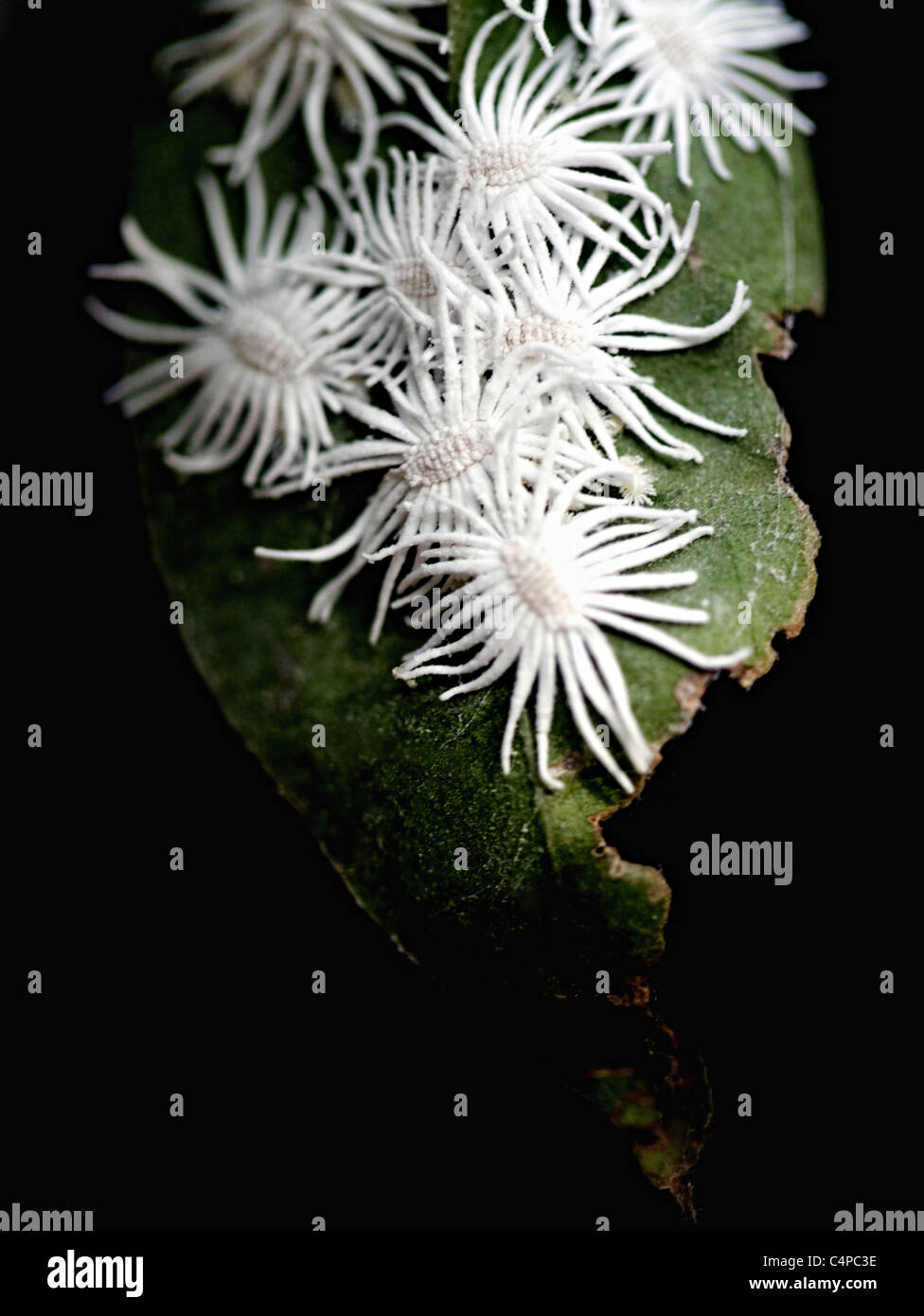 Mealybugs sulle piante. Pseudococcidae. Insetti in scala non corazzata trovati in ambienti umidi e caldi. Molte specie sono considerate parassiti Foto Stock