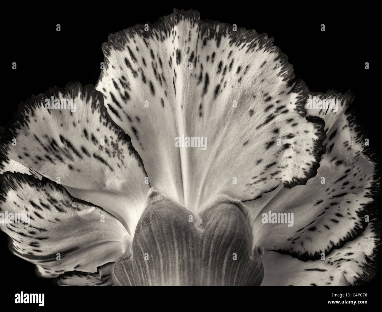 Chiusura del chiodo di garofano. Foto Stock