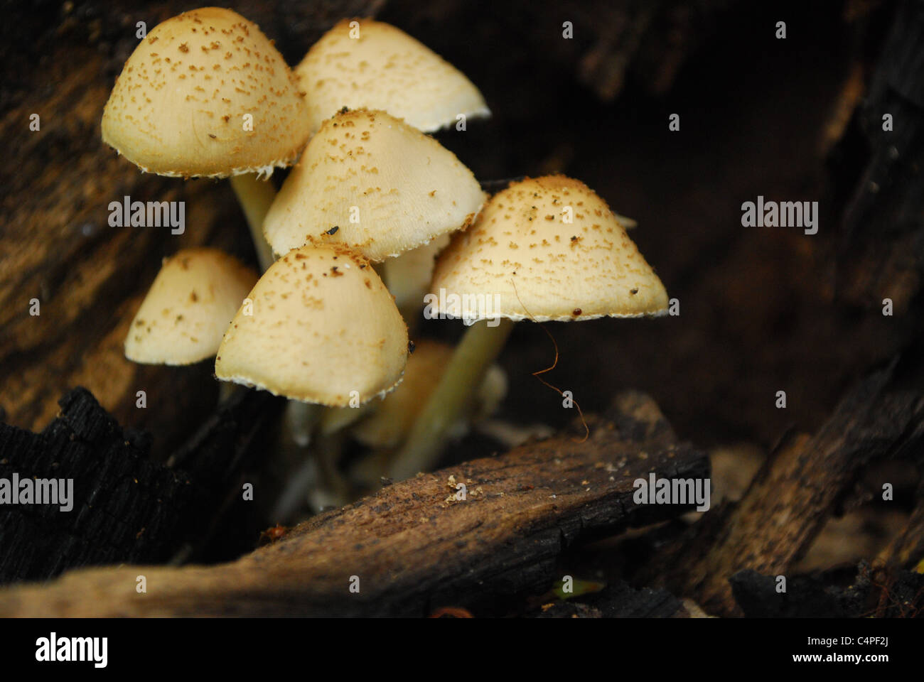 Fungo close-up Foto Stock