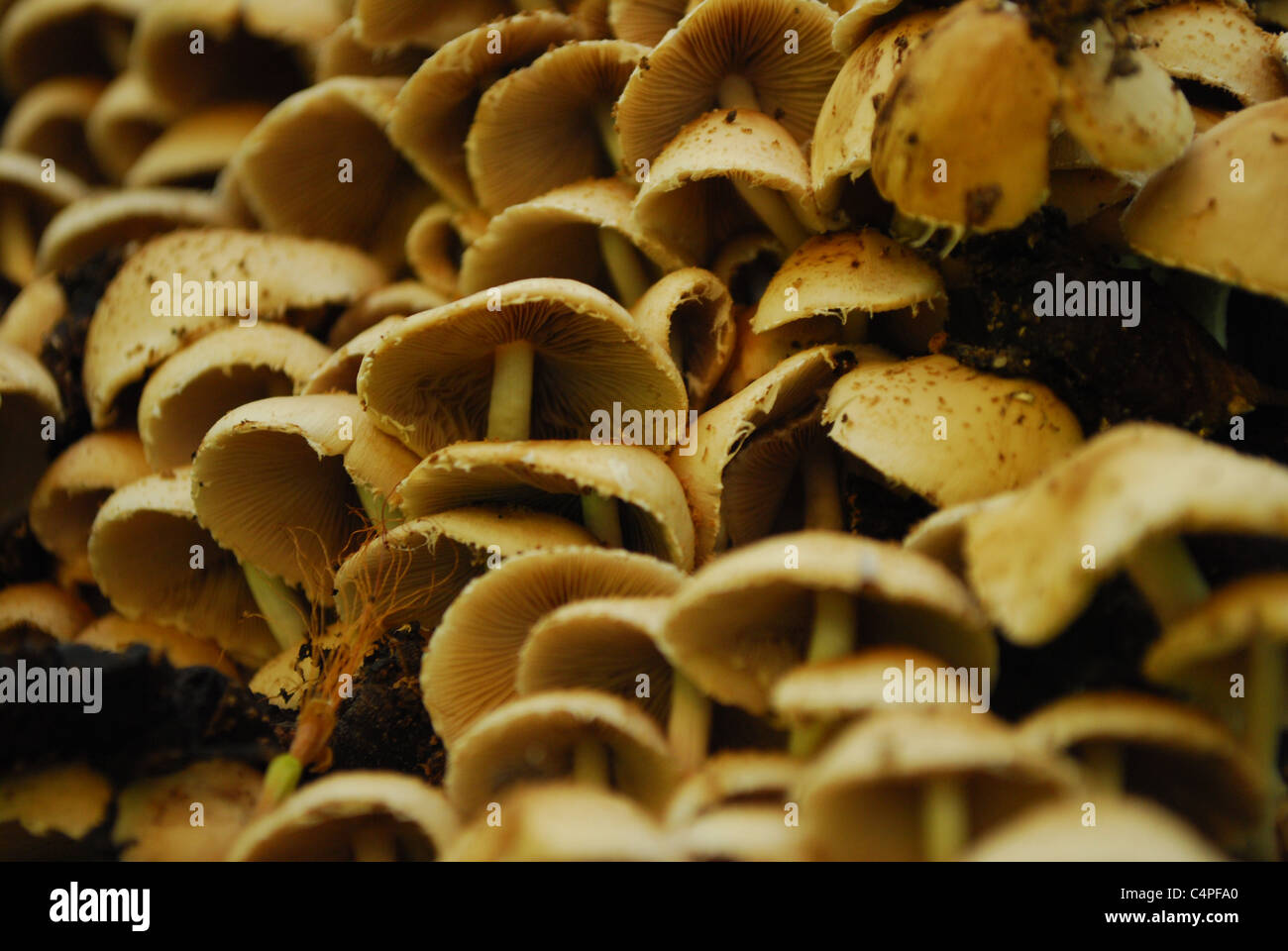 Fungo close-up Foto Stock