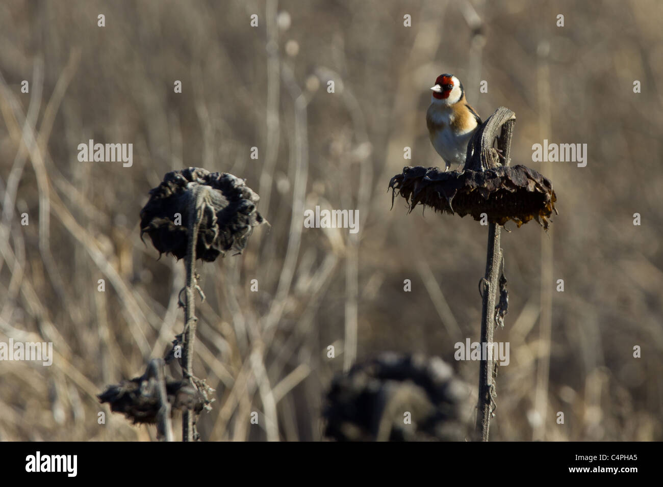 Cardellino (Carduelis carduelis) sulla testa di girasole. Foto Stock