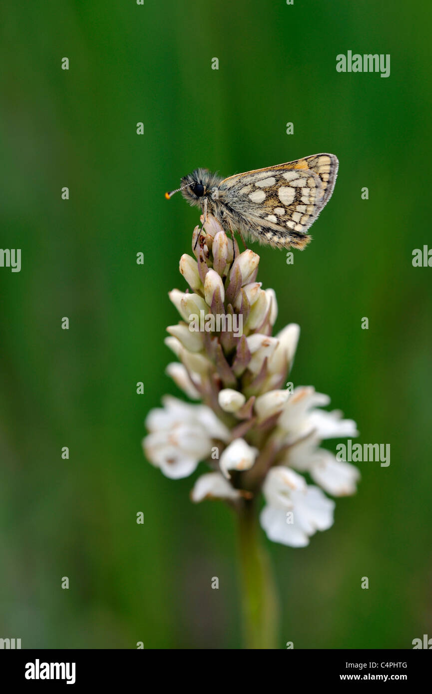 Skipper a scacchi Butterfly (Carterocephalus palaemon) Foto Stock