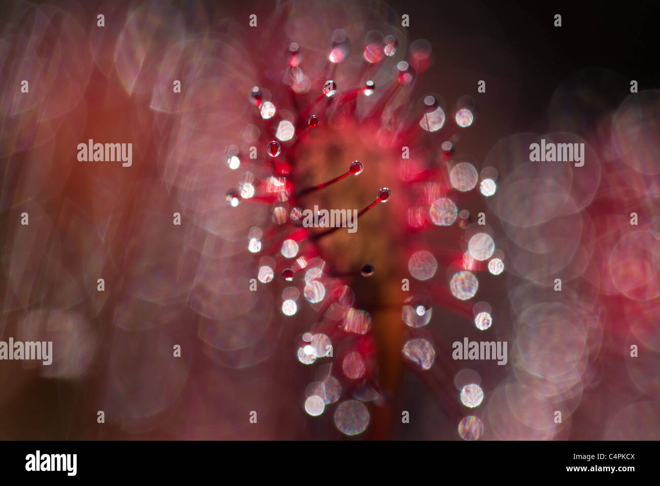 Impianto Sundew Drosera (sp). Foto Stock