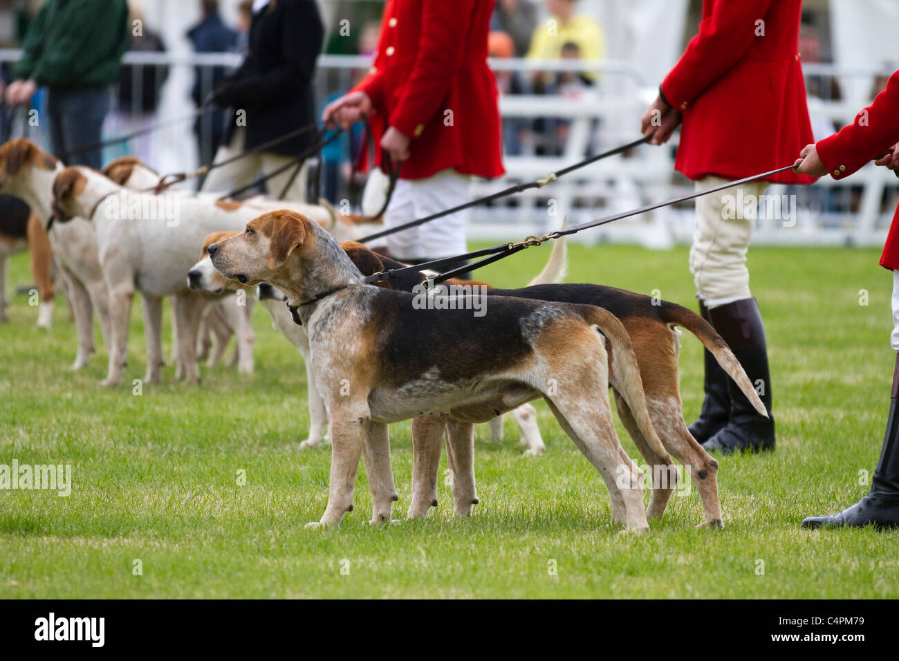 La caccia alla volpe hounds, cani e huntsman; eventi e concorrenti al gioco di Cheshire & Country Fair Show, Knutsford, Regno Unito. Foxhound un foxhound è un tipo di caccia di grandi dimensioni hound allevati per un forte istinto di caccia, di grande energia e, come tutti i segugi di profumo, un vivo senso di odore. In caccia alla volpe, il foxhound l'omonimo, pacchi di foxhounds via cava, seguita, solitamente a cavallo,dai cacciatori, talvolta Foto Stock