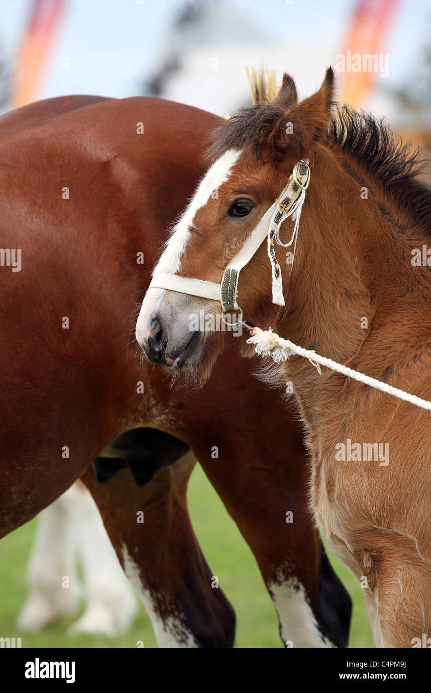 Shire purosangue una razza britannica di cavallo di pescaggio Mare e Foal al Cheshire Game & Country Fair Show, Knutsford, Regno Unito Foto Stock