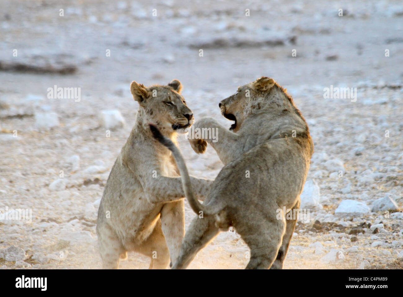 Foto di leoni combattimenti a sunrise in Namibia, Africa Foto Stock