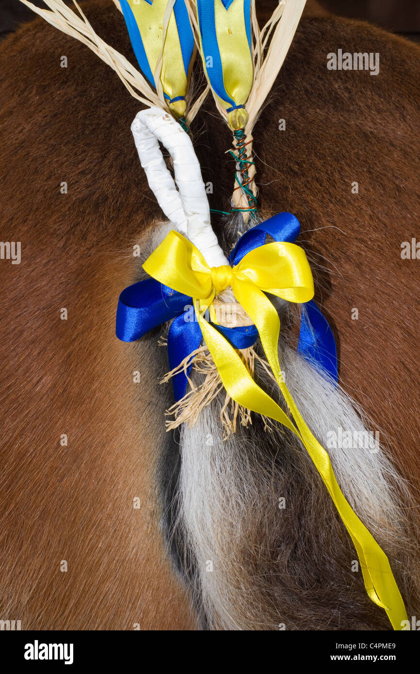 Decorazione finale posteriore, decorazione di coda intrecciata equina; nastri sulla concorrenza fieno di coda di cavallo di Clydesdale fieno all'esposizione agricola di ECT Scozia UK Foto Stock